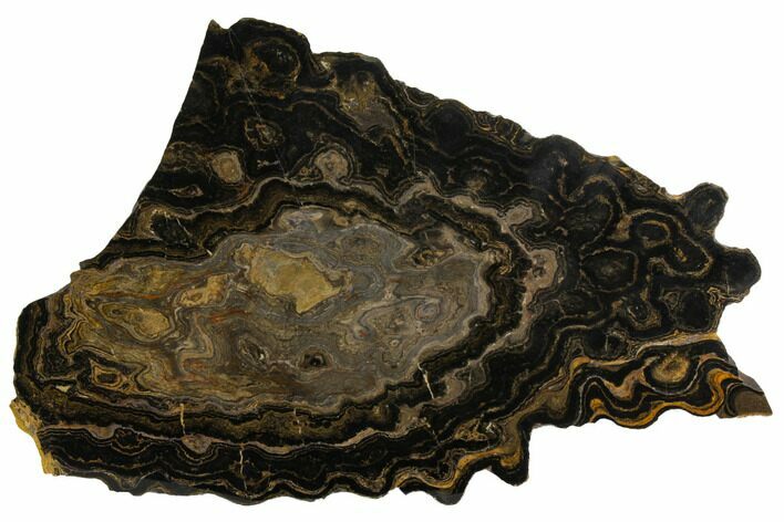 Polished Stromatolite (Greysonia) Slab - Bolivia #150375